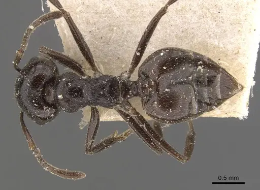Crematogaster oscaris specimen CASENT0908640 image casent0908640_1