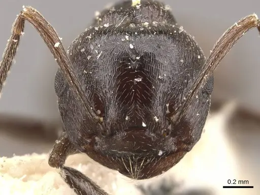 Crematogaster oscaris specimen CASENT0908640 image casent0908640_2