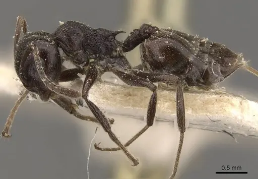 Crematogaster oscaris specimen CASENT0908640 image casent0908640_3