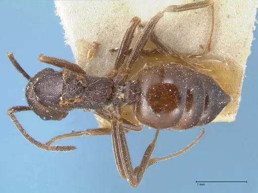 Crematogaster oscaris specimen FOCOL1532 image focol1532_1