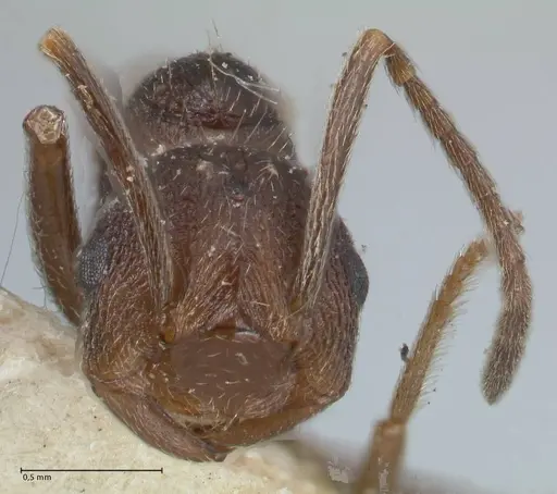 Crematogaster oscaris specimen FOCOL1532 image focol1532_2