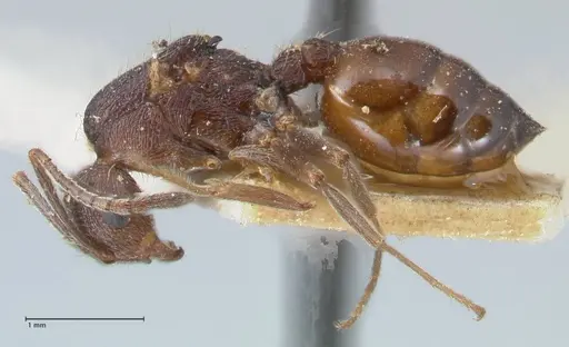 Crematogaster oscaris specimen FOCOL1532 image focol1532_3
