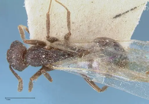 Crematogaster oscaris specimen FOCOL1533 image focol1533_1