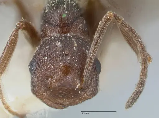 Crematogaster oscaris specimen FOCOL1533 image focol1533_2