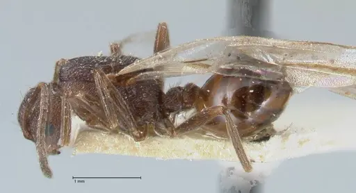 Crematogaster oscaris specimen FOCOL1533 image focol1533_3