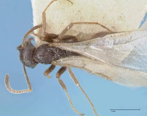 Crematogaster oscaris specimen FOCOL1534 image focol1534_1