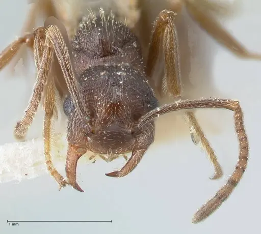Crematogaster oscaris specimen FOCOL1534 image focol1534_2