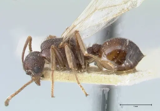 Crematogaster oscaris specimen FOCOL1534 image focol1534_3