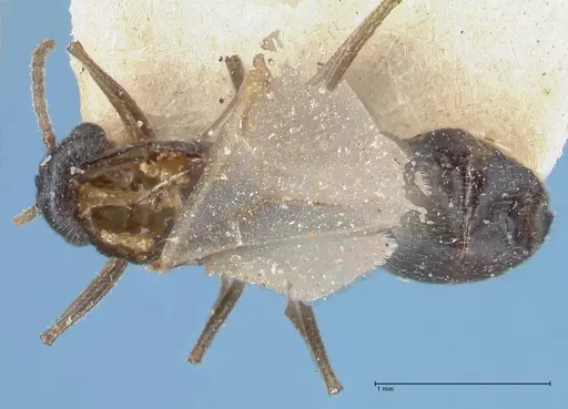 Crematogaster oscaris specimen FOCOL1535 image focol1535_1
