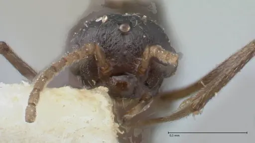 Crematogaster oscaris specimen FOCOL1535 image focol1535_2