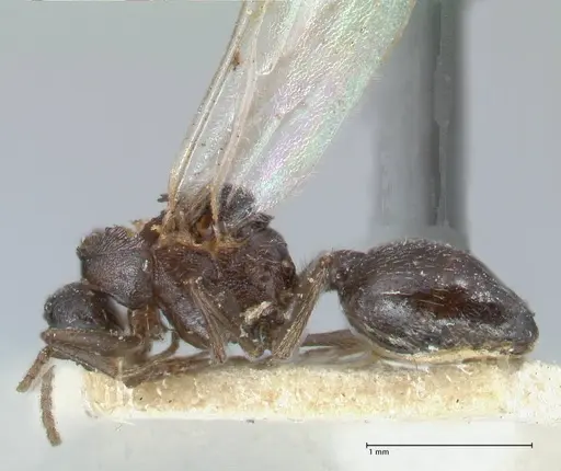 Crematogaster oscaris specimen FOCOL1535 image focol1535_3