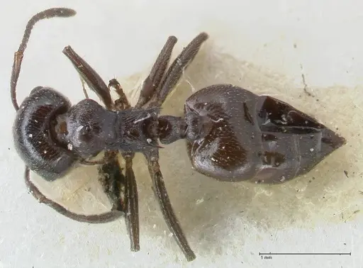 Crematogaster oscaris specimen FOCOL1536 image focol1536_1
