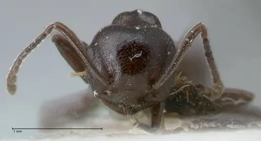 Crematogaster oscaris specimen FOCOL1536 image focol1536_2