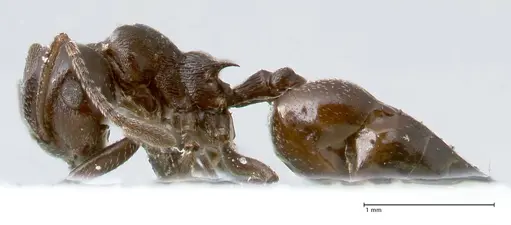 Crematogaster oscaris specimen FOCOL1536 image focol1536_3