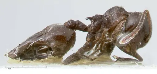 Crematogaster oscaris specimen FOCOL1536 image focol1536_4
