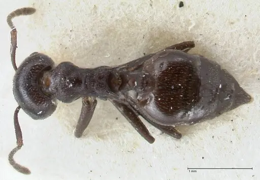 Crematogaster oscaris specimen FOCOL1537 image focol1537_1