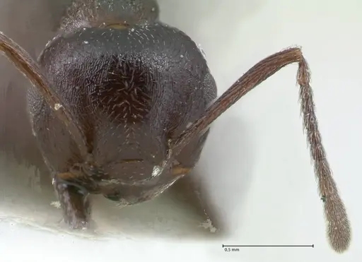 Crematogaster oscaris specimen FOCOL1537 image focol1537_2