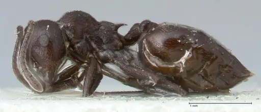 Crematogaster oscaris specimen FOCOL1537 image focol1537_3