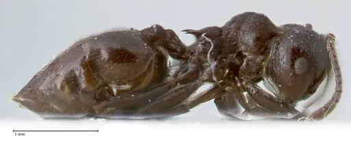 Crematogaster oscaris specimen FOCOL1537 image focol1537_4