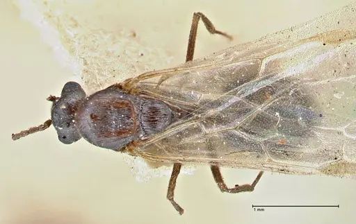 Crematogaster oscaris specimen FOCOL2954-1 image focol2954-1_1