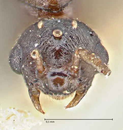 Crematogaster oscaris specimen FOCOL2954-1 image focol2954-1_2