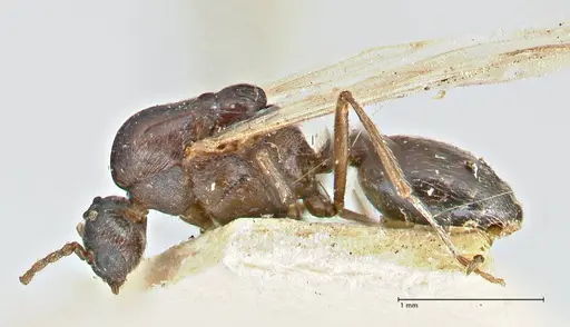Crematogaster oscaris specimen FOCOL2954-1 image focol2954-1_3