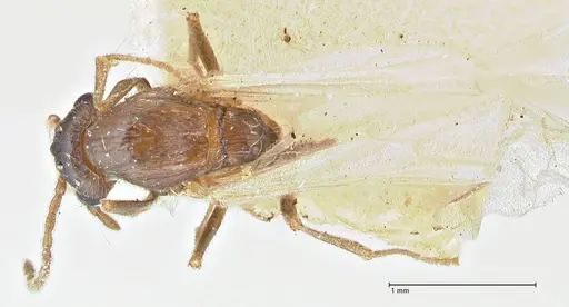 Crematogaster oscaris specimen FOCOL2954-2 image focol2954-2_1
