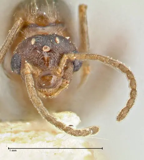 Crematogaster oscaris specimen FOCOL2954-2 image focol2954-2_2