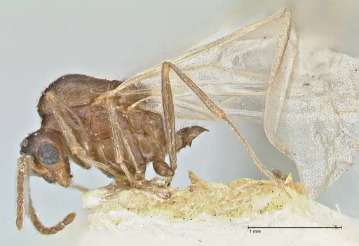 Crematogaster oscaris specimen FOCOL2954-2 image focol2954-2_3