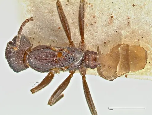 Crematogaster oscaris specimen FOCOL2955-1 image focol2955-1_1