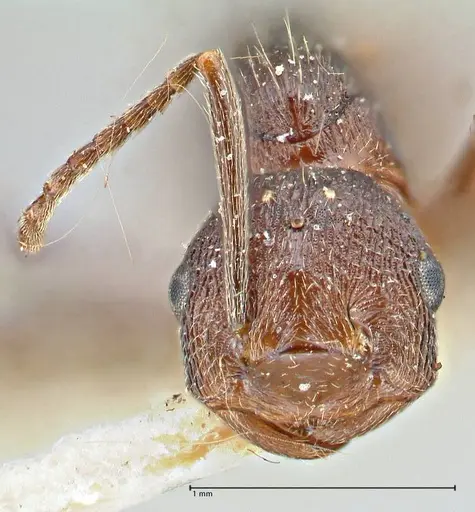 Crematogaster oscaris specimen FOCOL2955-1 image focol2955-1_2