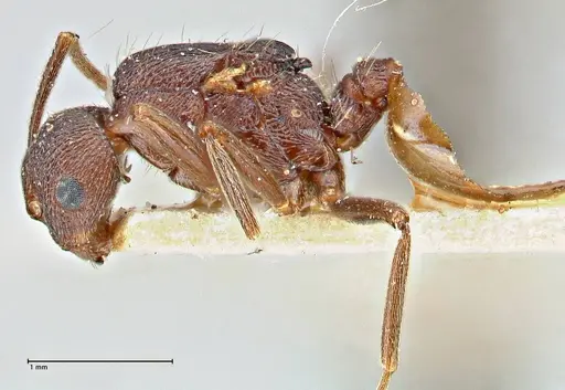 Crematogaster oscaris specimen FOCOL2955-1 image focol2955-1_3