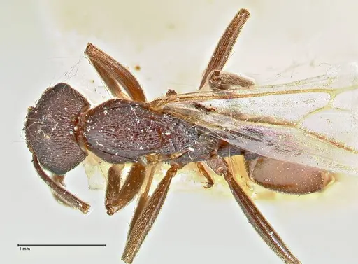 Crematogaster oscaris specimen FOCOL2955-2 image focol2955-2_1