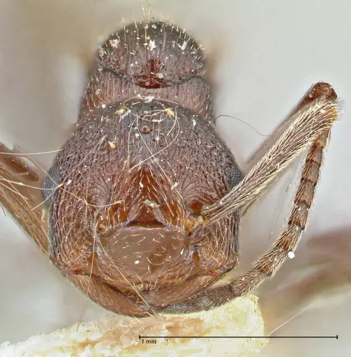Crematogaster oscaris specimen FOCOL2955-2 image focol2955-2_2