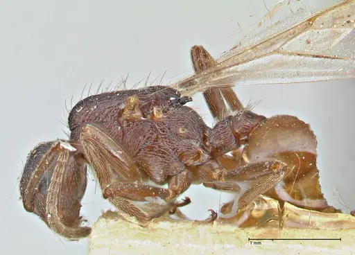 Crematogaster oscaris specimen FOCOL2955-2 image focol2955-2_3