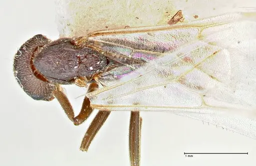 Crematogaster oscaris specimen FOCOL2955-3 image focol2955-3_1