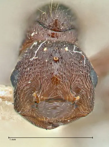 Crematogaster oscaris specimen FOCOL2955-3 image focol2955-3_2