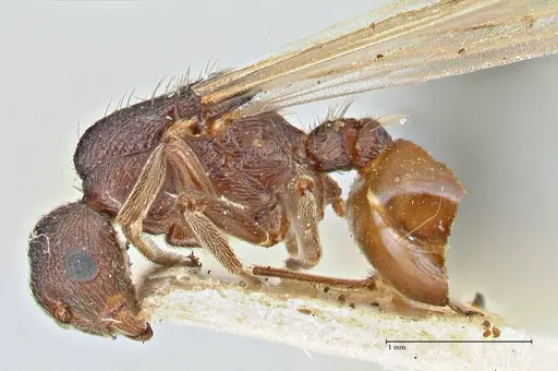 Crematogaster oscaris specimen FOCOL2955-3 image focol2955-3_3