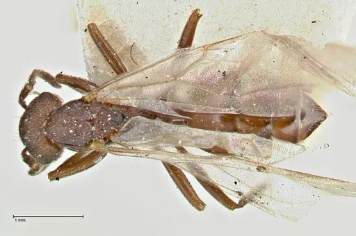 Crematogaster oscaris specimen FOCOL2956 image focol2956_1