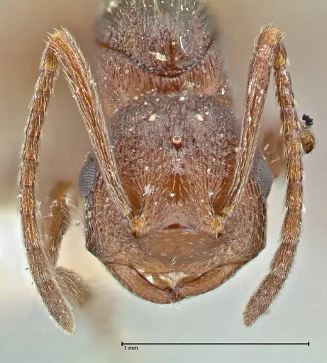 Crematogaster oscaris specimen FOCOL2956 image focol2956_2