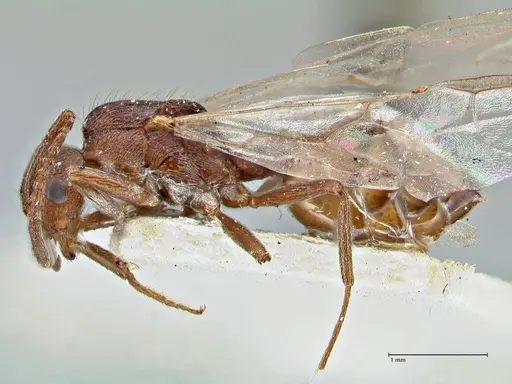 Crematogaster oscaris specimen FOCOL2956 image focol2956_3