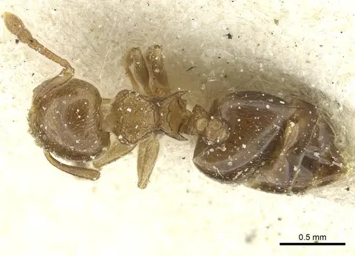 Crematogaster overbecki specimen CASENT0912734 image casent0912734_1