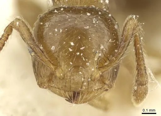 Crematogaster overbecki specimen CASENT0912734 image casent0912734_2