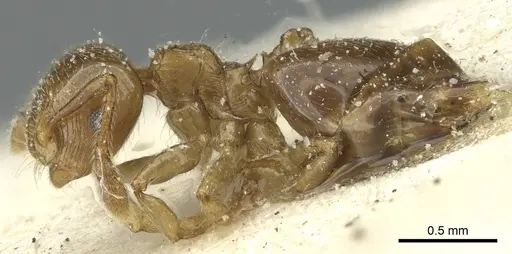 Crematogaster overbecki specimen CASENT0912734 image casent0912734_3