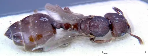 Crematogaster overbecki specimen FOCOL0272 image focol0272_1