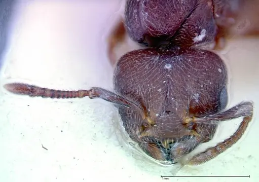 Crematogaster overbecki specimen FOCOL0272 image focol0272_2