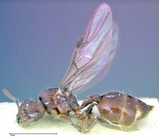 Crematogaster overbecki specimen FOCOL0272 image focol0272_3