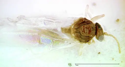 Crematogaster overbecki specimen FOCOL0273 image focol0273_1