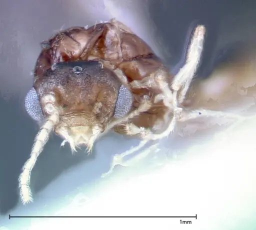 Crematogaster overbecki specimen FOCOL0273 image focol0273_2