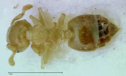 Crematogaster overbecki specimen FOCOL0274 image focol0274_1